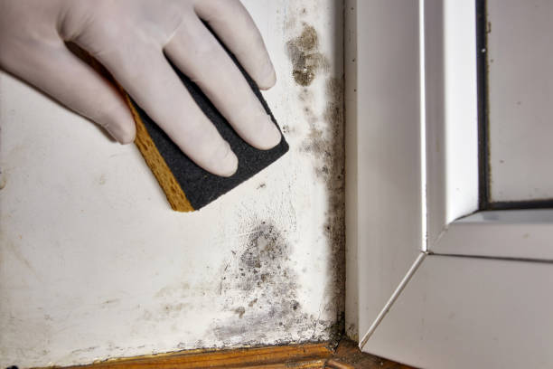 Best Post-Construction Mold Inspection  in Chaska, MN
